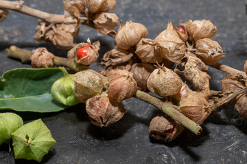 withania somnifera (Ashwagandha) plant leaves and fruits, medicinal herbs for healthcare.