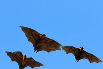 group of flying fox flying against clear blue sky