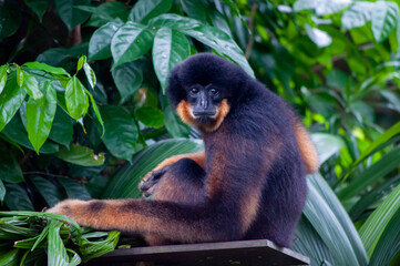 Obraz premium Gibbon