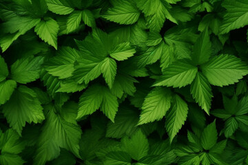Chestnut green spring leaves background