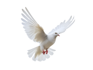 Beautiful white dove flying, freedom concept isolated on white background