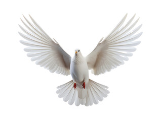 Fototapeta premium Beautiful white dove flying, freedom concept isolated on white background