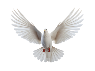 Beautiful white dove flying, freedom concept isolated on white background