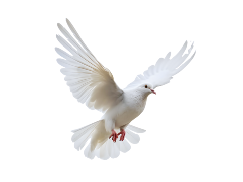 Beautiful white dove flying, freedom concept isolated on white background