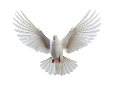 Beautiful white dove flying, freedom concept isolated on white background
