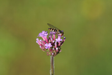 Female hoverfly Meliscaeva auricollis family Syrphidae on the flower of purpletop vervain (Verbena bonariensis). Dutch garden, summer, August.           
