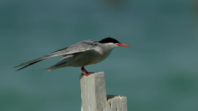 White cheeked tern balancing on wooden log