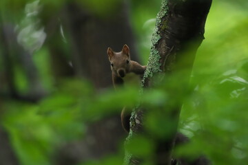 Obraz premium 木の陰からこちらを見るエゾリス