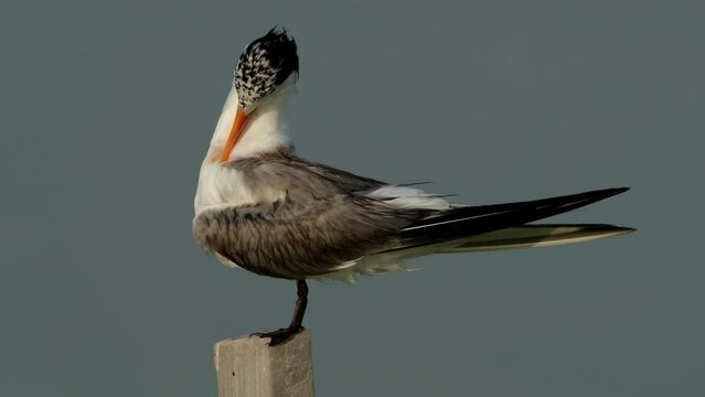 Lesser crested terns perched on wooden log