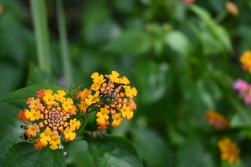 Green spider on orange flower
