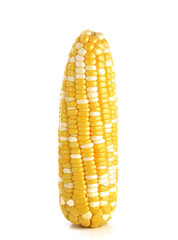 Fresh sweet corn on a white background