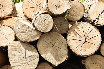 Fototapeta premium round timber, in the photo wooden logs stacked in stacks close-up