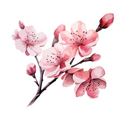 Fototapeta na wymiar Set of cherry blossom flowers isolated on white background. watercolor illustration
