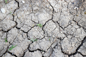 Drought
