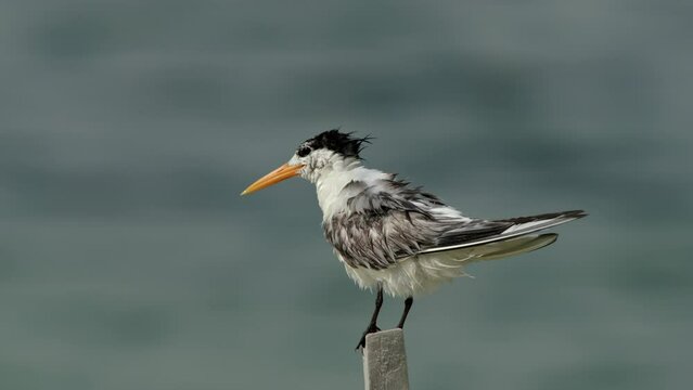 Lesser crested terns perched on wooden log preening at Busiateen cost.