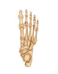 Foot Bone Anatomy Medical illustration
