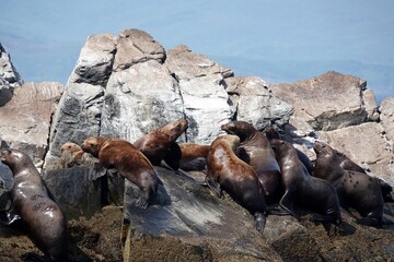Sea lions on the Kekur stones Five Fingers in the Peter the Great Bay of the Sea of Japan   