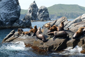 Sea lions on the Kekur stones Five Fingers in the Peter the Great Bay of the Sea of Japan   
