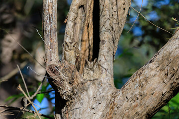 Pair of Scoops Owl resting in a tree nest