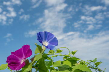 夏の青空と朝顔