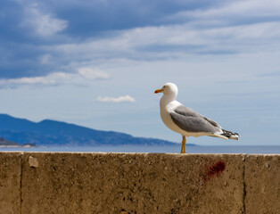 seagull on a stone  fence 