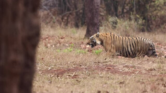 A tiger walking in the forest of Tadoba Andhari Tiger Reserve, India