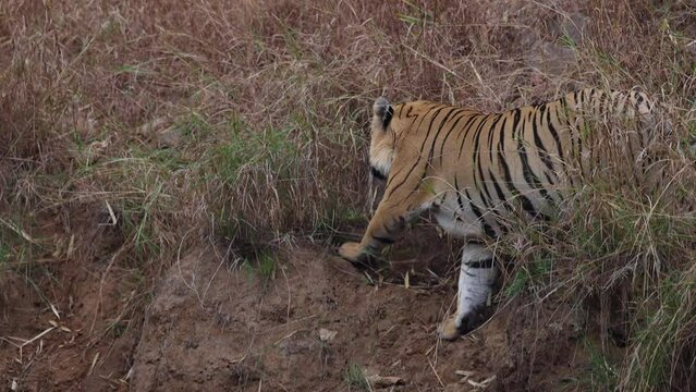 A tiger walking in the forest of Tadoba Andhari Tiger Reserve, India