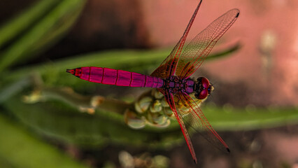 dragonfly on a leaf