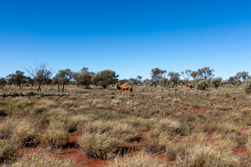 Camels in the Australian desert