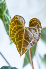 A new leaf emerging in a bronze color on Anthurium clarinervium, a tropical aroid foliage plant that is becoming popular as a houseplant