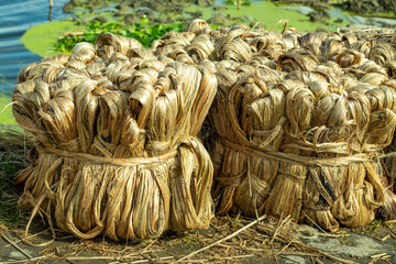 Raw Jute is a bast fiber used for sacking, burlap, and twine as a backing material for tufted...