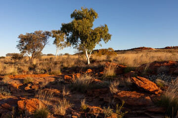 Trees in the Australian desert in the evening