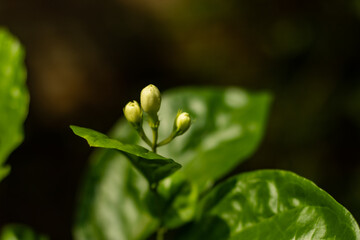 White flower buds on green trees waiting to blooming