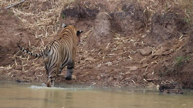 A tiger getting into a water hole at Tadoba Andhari Tiger Reserve, India

