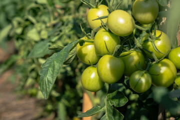 A lot of green tomatoes on a bush in a greenhouse. Tomato plants in greenhouse. Green tomatoes plantation. Organic farming, young tomato plants growth in greenhouse.