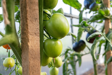 A lot of green tomatoes on a bush in a greenhouse. Tomato plants in greenhouse. Green tomatoes plantation. Organic farming, young tomato plants growth in greenhouse.
