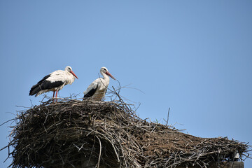 Two white storks. Ciconia. stork. wild bird. stork nest. a pair of birds in the nest. two storks. large wading, white beautiful bird. mating season. concept of love, family. space for text, close-up