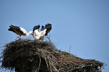 Two white storks. Ciconia. stork. wild bird. stork nest. a pair of birds in the nest. two storks. large wading, white beautiful bird. mating season. concept of love, family. close-up
