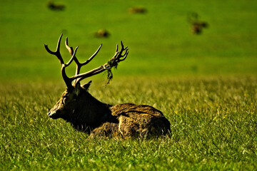 jeleni © Artur