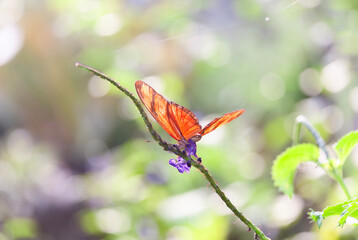 Fototapeta na wymiar Red orange butterfly sitting on an leaf and purple flower