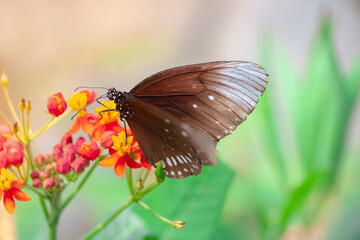 Fototapeta premium Brown butterfly with white dots on the wings sitting on red yellow flowers