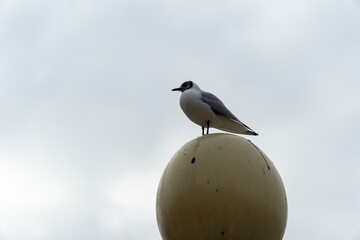 Obraz premium Seagull on street lamp and cloudy sky