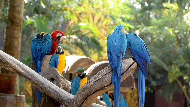 Macaw parrot resting peacefully