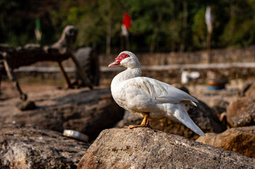 white duck in the wild