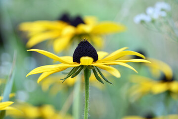 Black-eyed Susan. Rudbeckia Hirta. wild flower in nature. beautiful yellow flowers. floral background. big spring or summer flower. Rudbeckia hirta, Marmelade, is a nice garden plant. soft focus