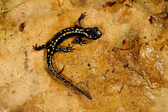 Caucasian salamander // Kaukasus-Salamander (Mertensiella caucasica)