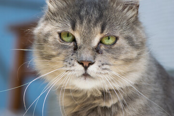 beautiful fluffy kitten. Tabby gray cat outdoors. beautiful kitten, grey cat. a homeless animal with sad eyes. portrait close-up. domestic animal. front view. tears flow from eyes
