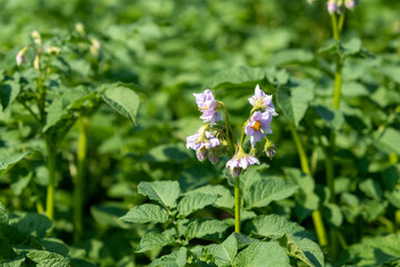Flowering potato. Potato flowers blossom in sunlight grow in plant. White blooming potato flower on farm field. Close up organic vegetable flowers blossom growth in garden.