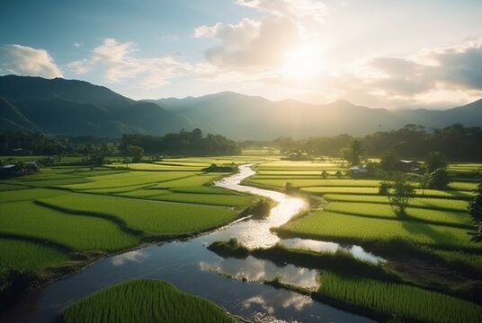 view of rice field in sunny morning. generative ai