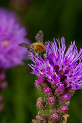 Bumblebee collecting nectar from violet liatris flower macro photography on a summer day. A bee sucking nectar from a blazing star flower with purple petals closeup photo in summertime